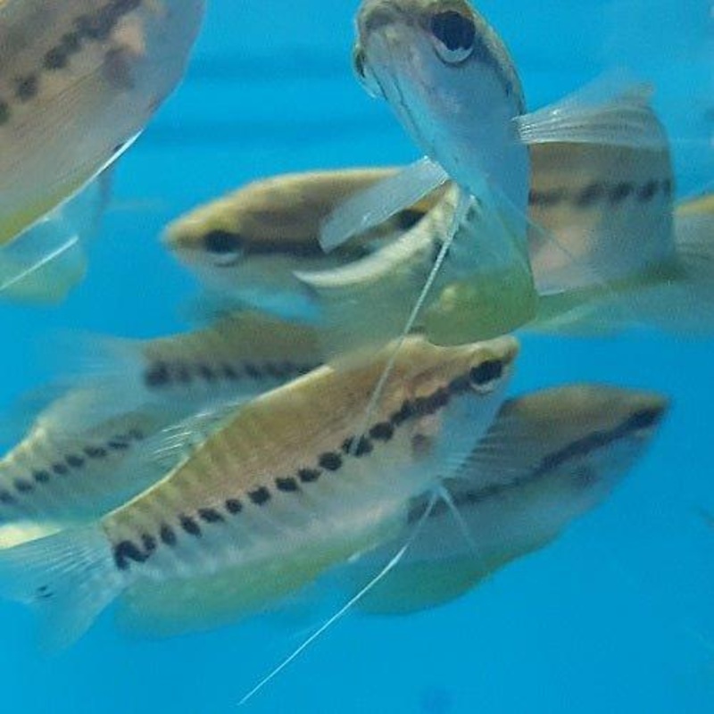 Snakeskin Gourami - Trichogaster pectoralis