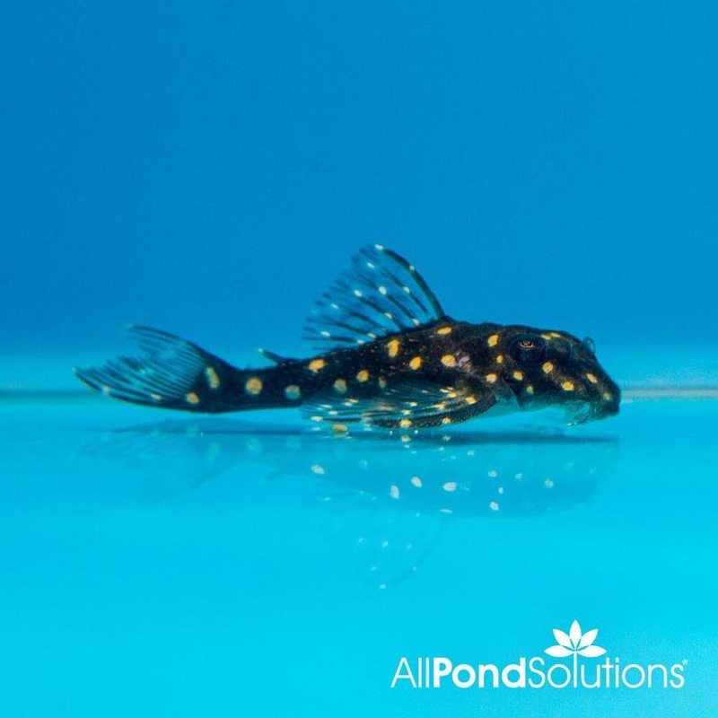 Snowball Pleco L201 - Hypancistrus sp