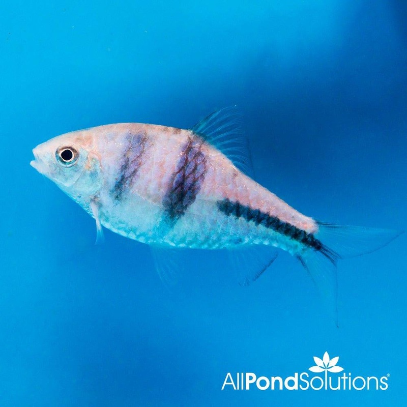 Spanner Barb - Barbodes lateristriga
