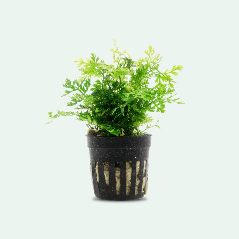 Bolbitis Difformis Mini