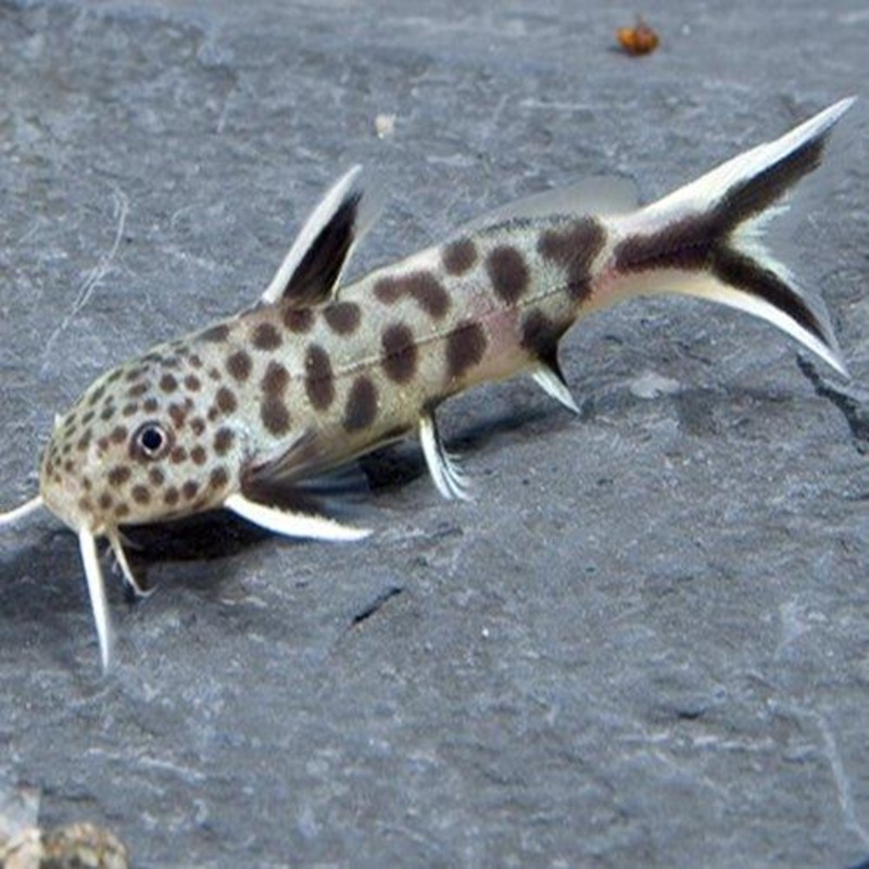 Cuckoo Catfish - Synodontis Petricola