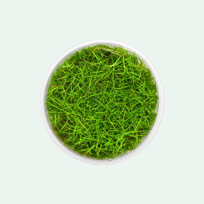 Eleocharis Parvula Mini