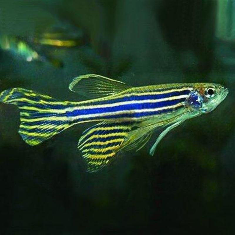 Long Fin Zebra Danio - Brachydanio rerio