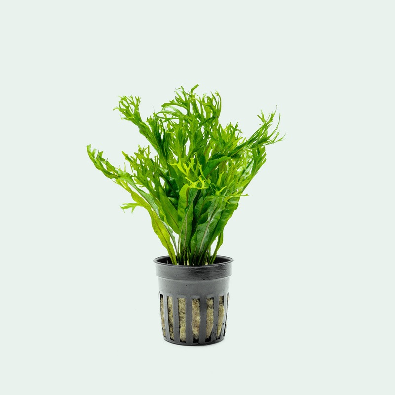 Microsorum Pteropus 'Windelov'