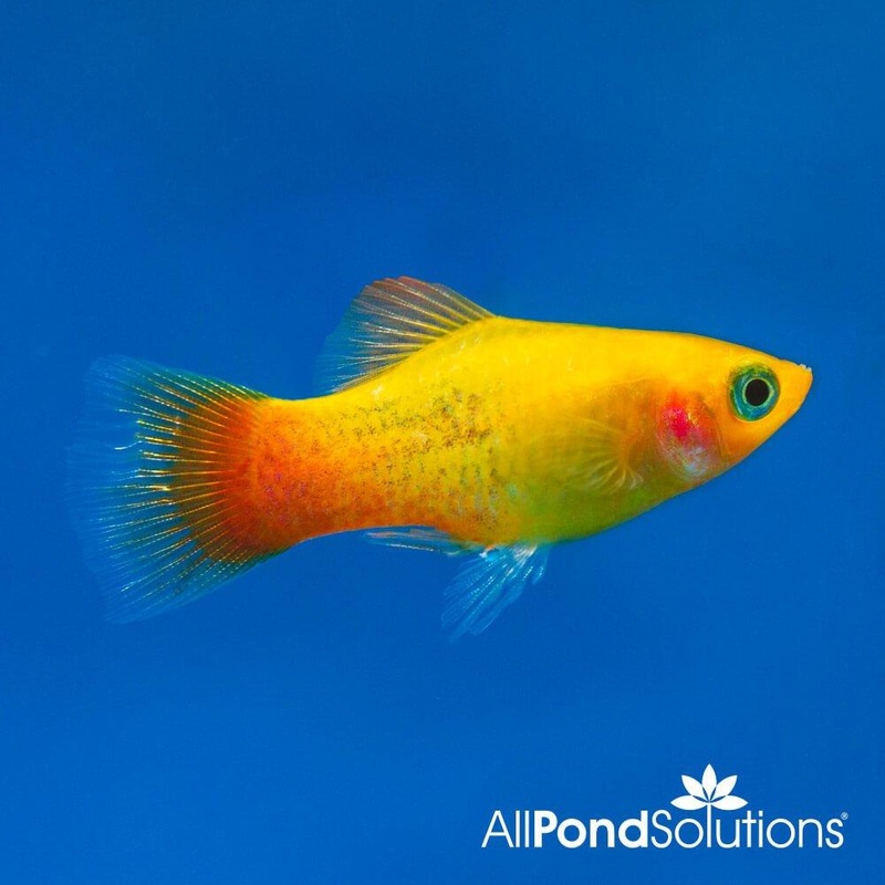 Platy Sunset - Xiphophorus Maculatus