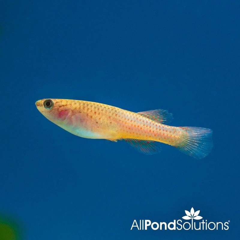 Steel Blue Killifish (Female) - Aphyosemion gardneri