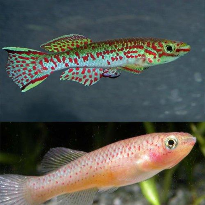 Steel Blue Killifish (Pair) - Aphyosemion gardneri