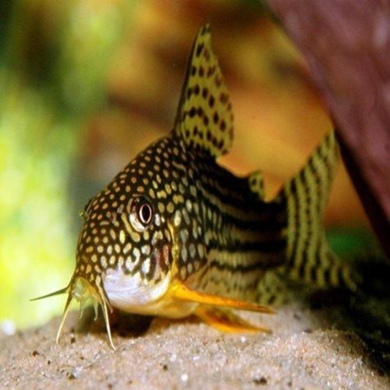 Sterbai Corydoras - Corydoras sterbai