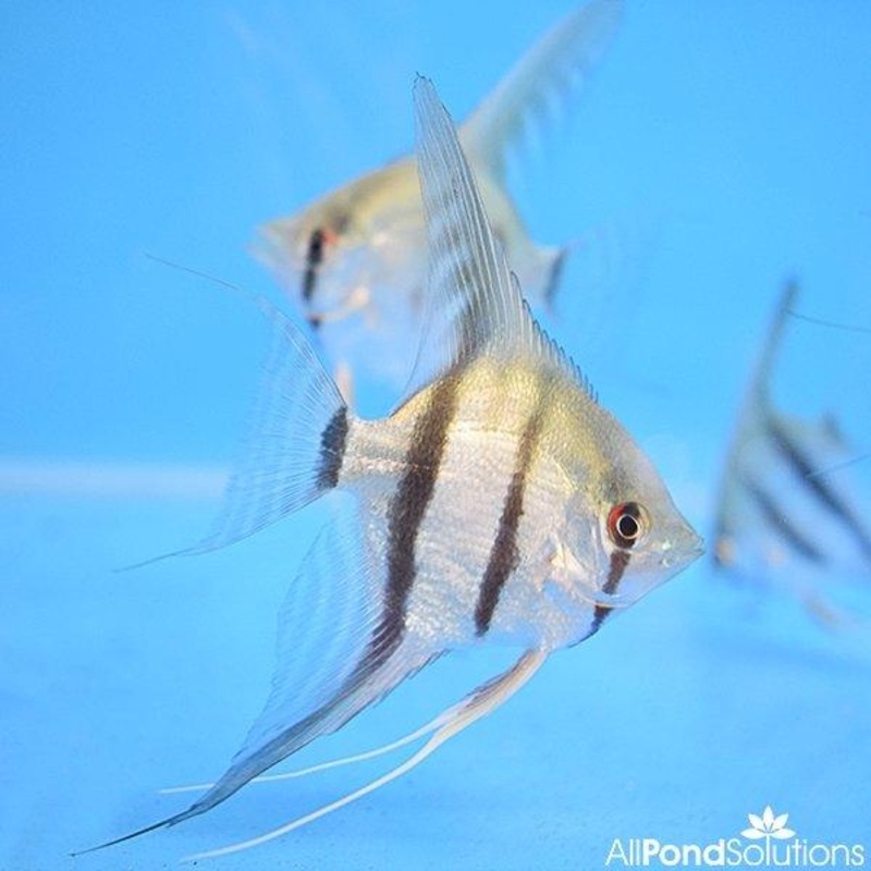 Striped Angel - Pterophyllum Scalare