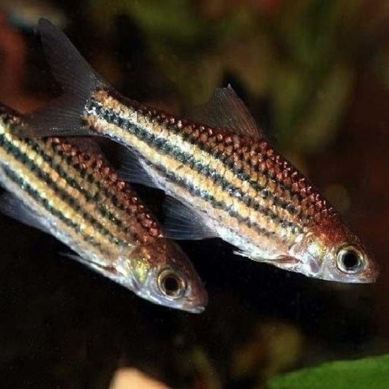 Striped Barb - Desmopuntius pentazona