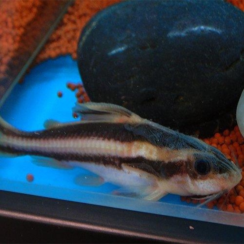 Striped Raphael Catfish - Platydoras Costatus