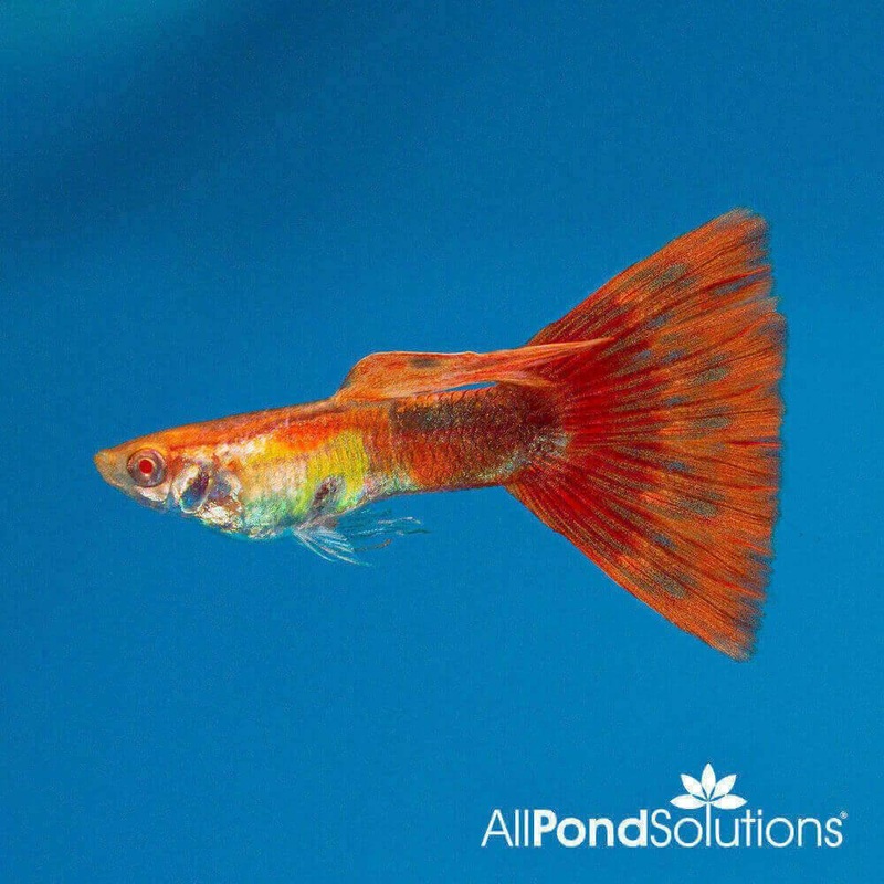 Super Red Guppy - Poecilia reticulata