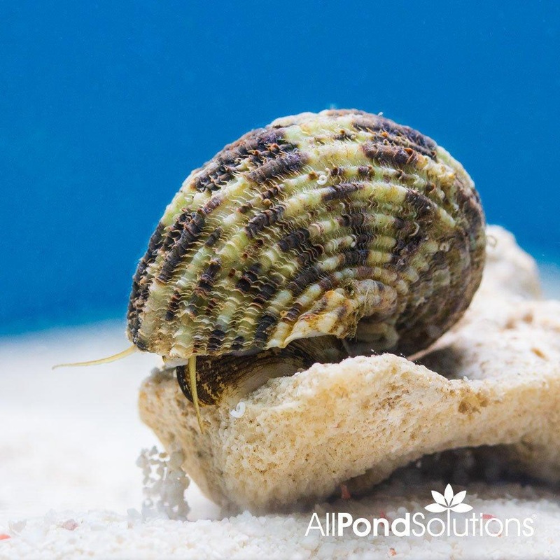 Super Turbo Algae Snail - Turbo fluctuosa