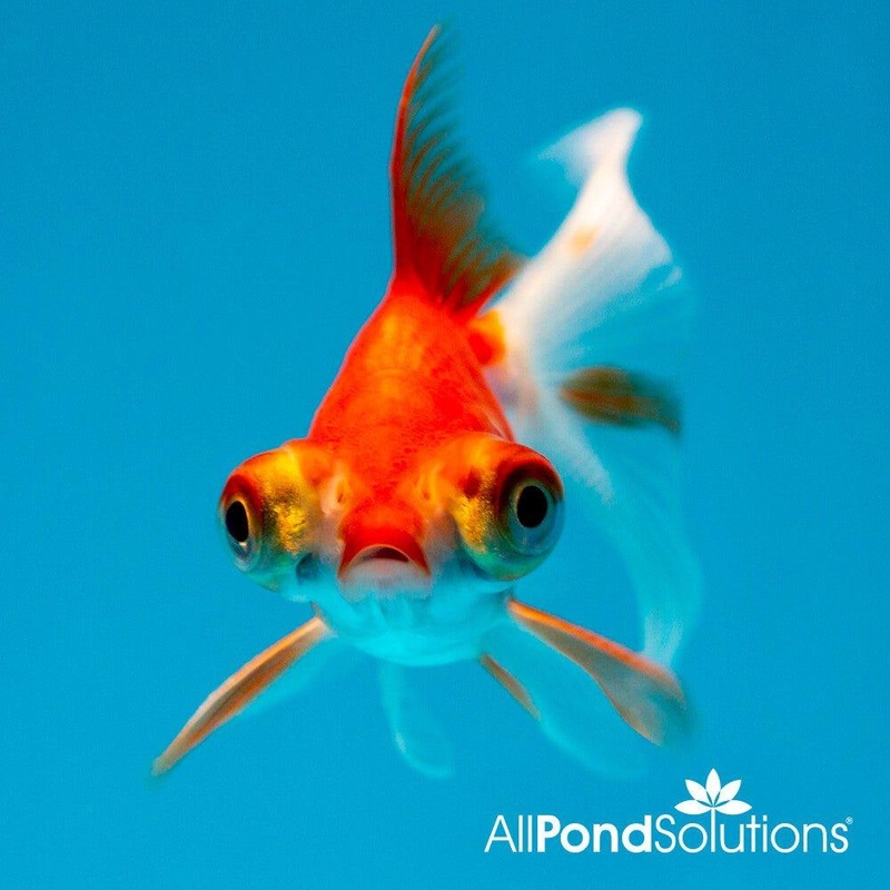 Telescope Eye Goldfish - Carassius auratus