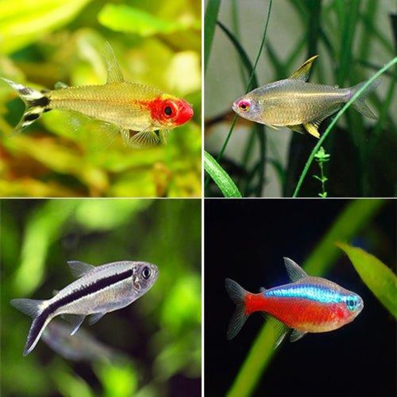Tetra Bundle 1 Cardinal, Lemon, Rummynose, Serpae & Penguin