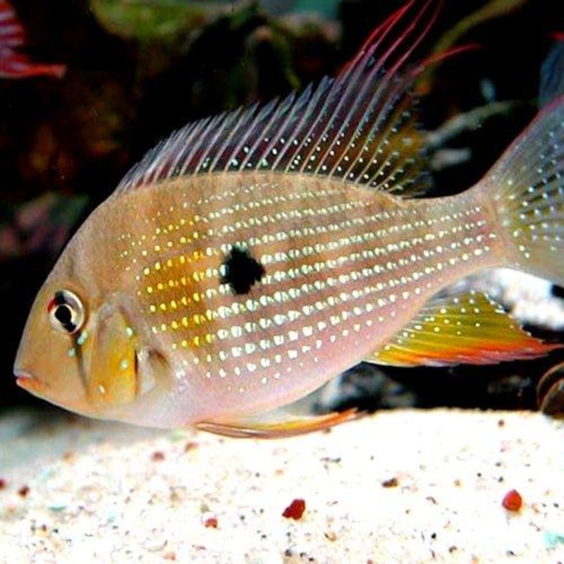 Threadfin Acara - Acarochthys Heckelii