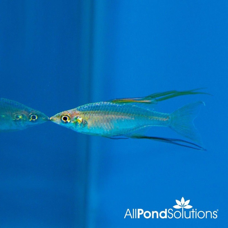 Threadfin Rainbow - Iriatherina werneri