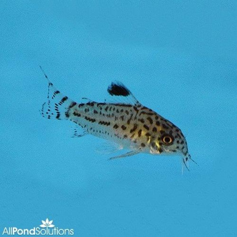 Three Lined Cory - Corydoras trilineatus