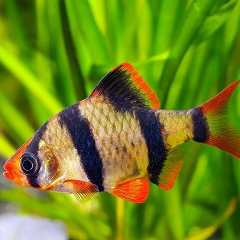 Tiger Barb - Puntius Tetrazona