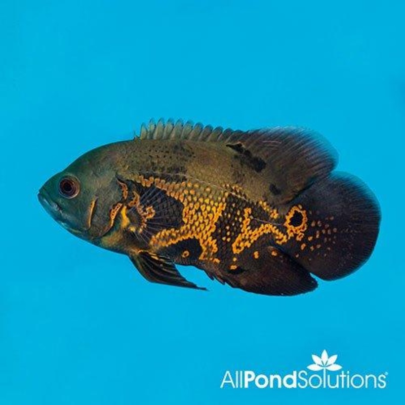Tiger Oscars - Astronotus ocellatus - 12-15cm