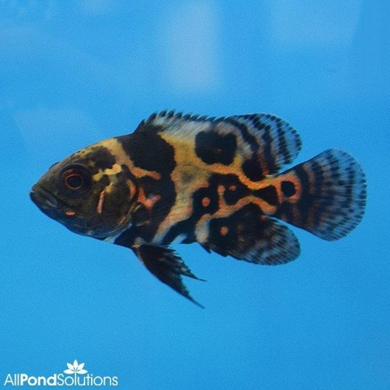 Tiger Oscars - Astronotus ocellatus - 5-7cm