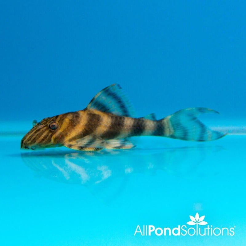 Tiger Pleco L02  Peckoltia vermiculata