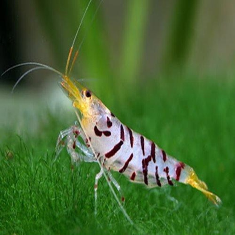 Tiger Shrimp - Caridina cartonensis 'Tiger'