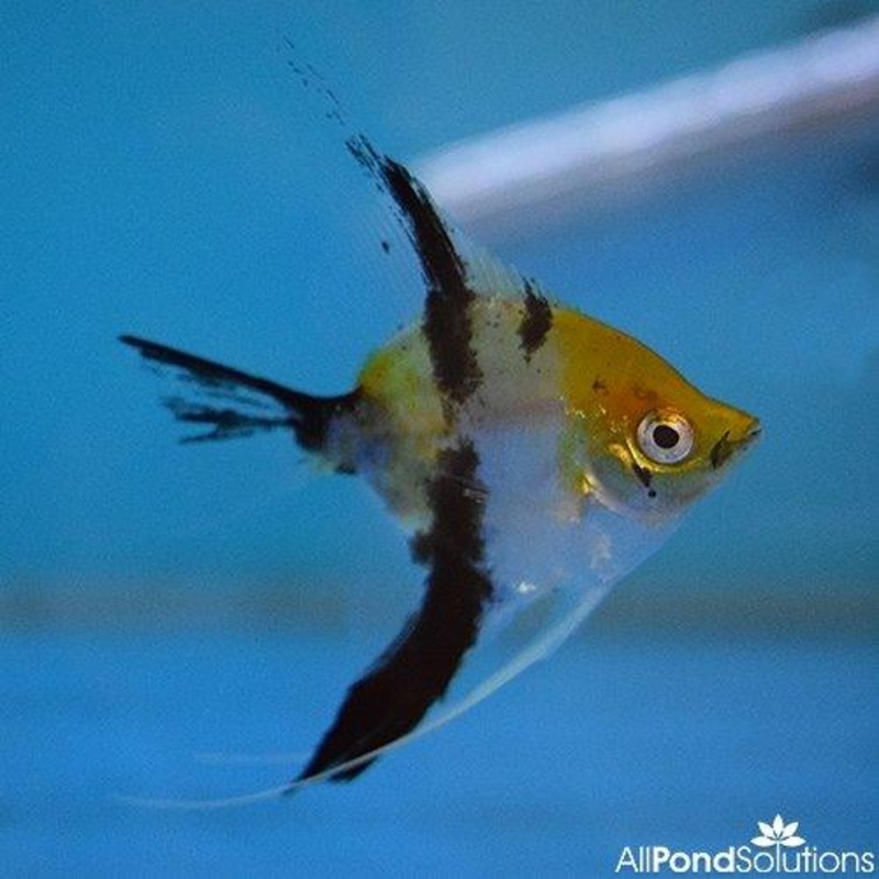 Tricolour Angel - Pterophyllum Scalare