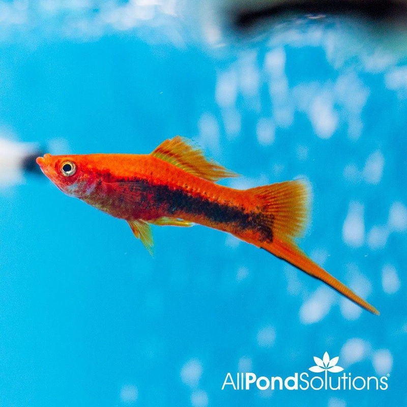 Tuxedo Swordtail - Xiphophorus hellerii