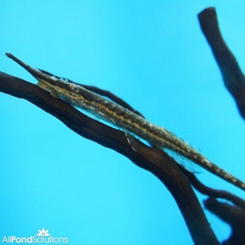 Twig Catfish - Farlowella vittata