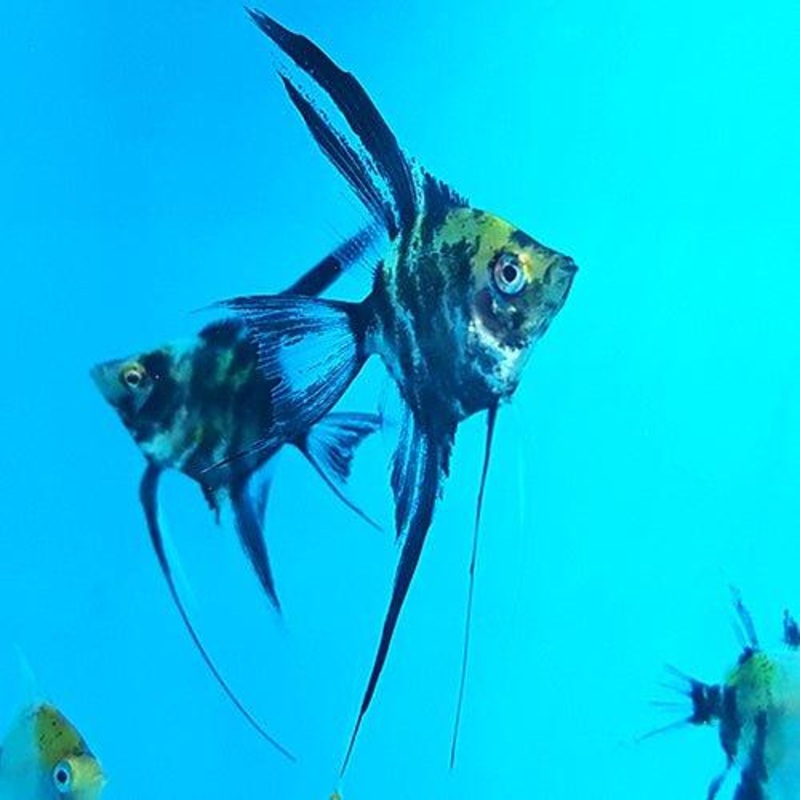 Veiltail Koi Angel - Pterophyllum Scalare