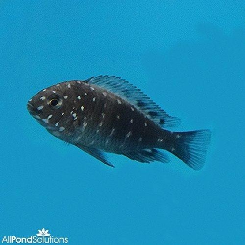 White-Spotted Cichlid - Tropheus duboisi