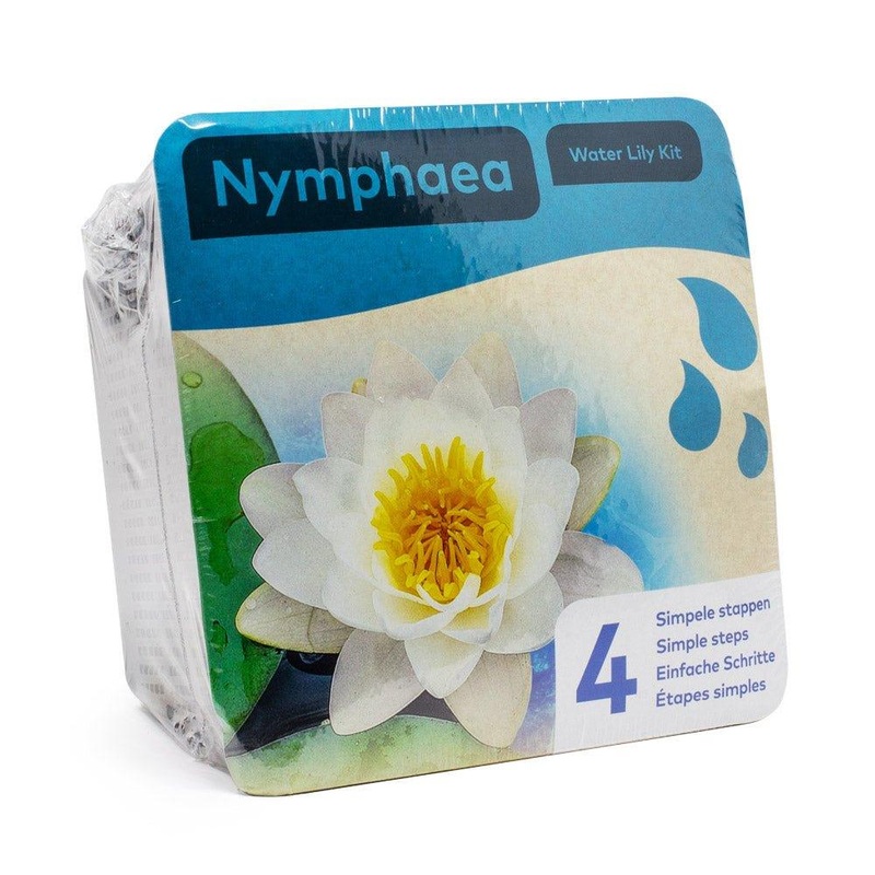 White Water Lily Pond Plant Kit - Nymphaea Albida
