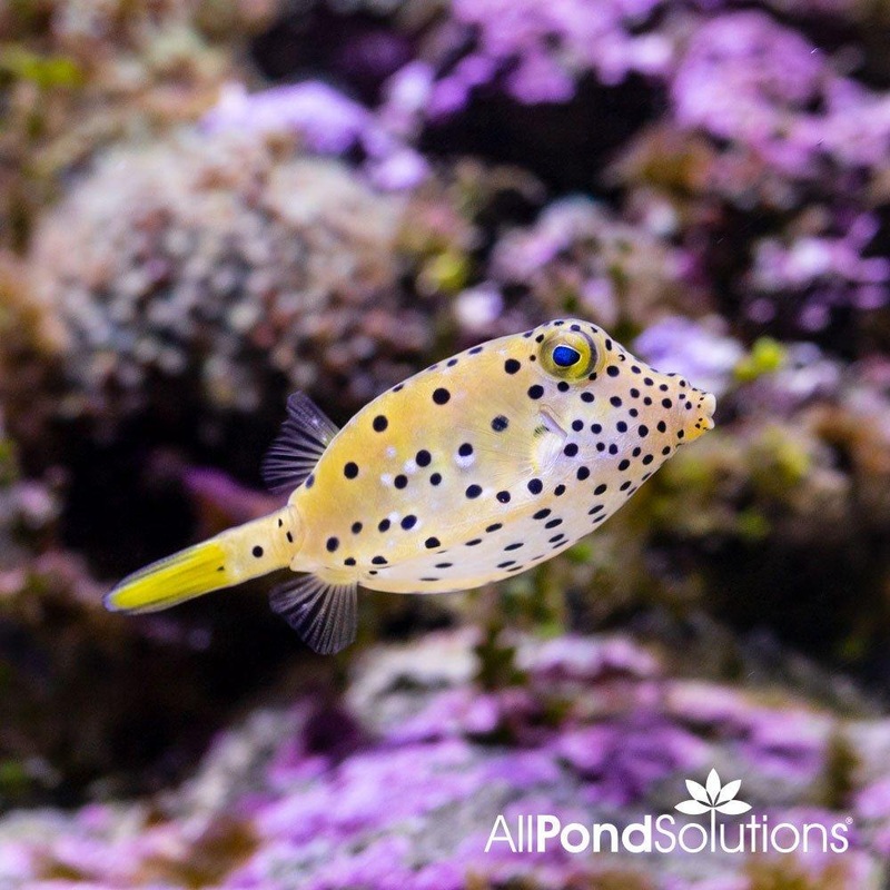 Yellow Boxfish - Large - Ostracion cubicus