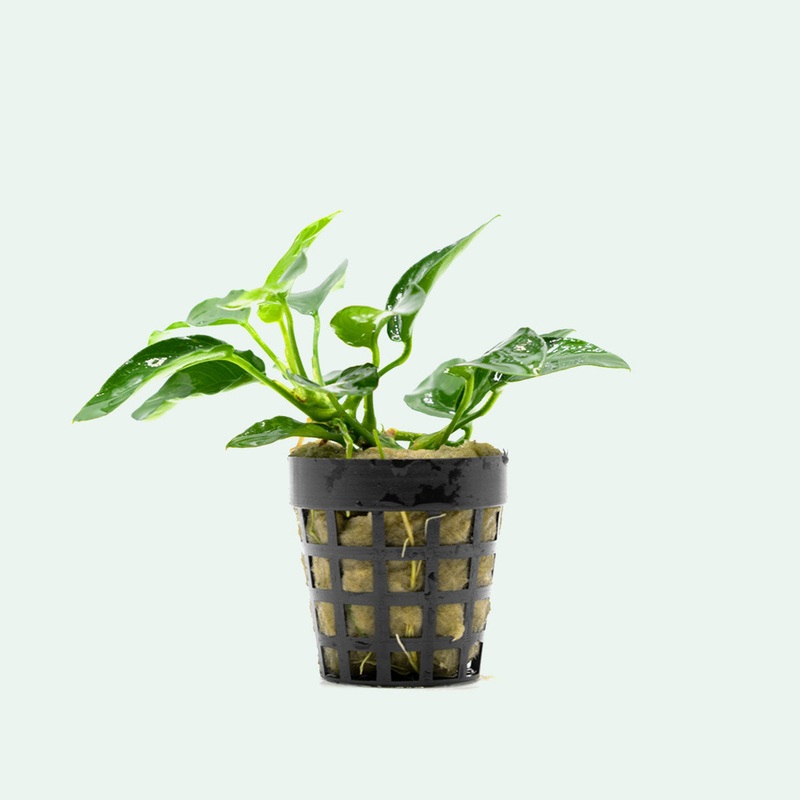 Anubias Nana Bonsai