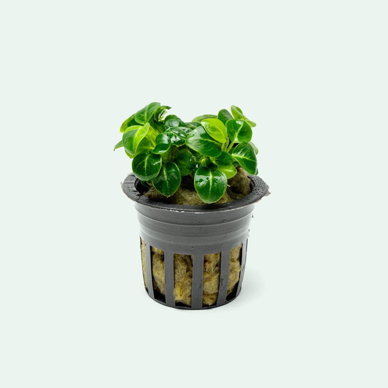 Anubias Stardust Mini