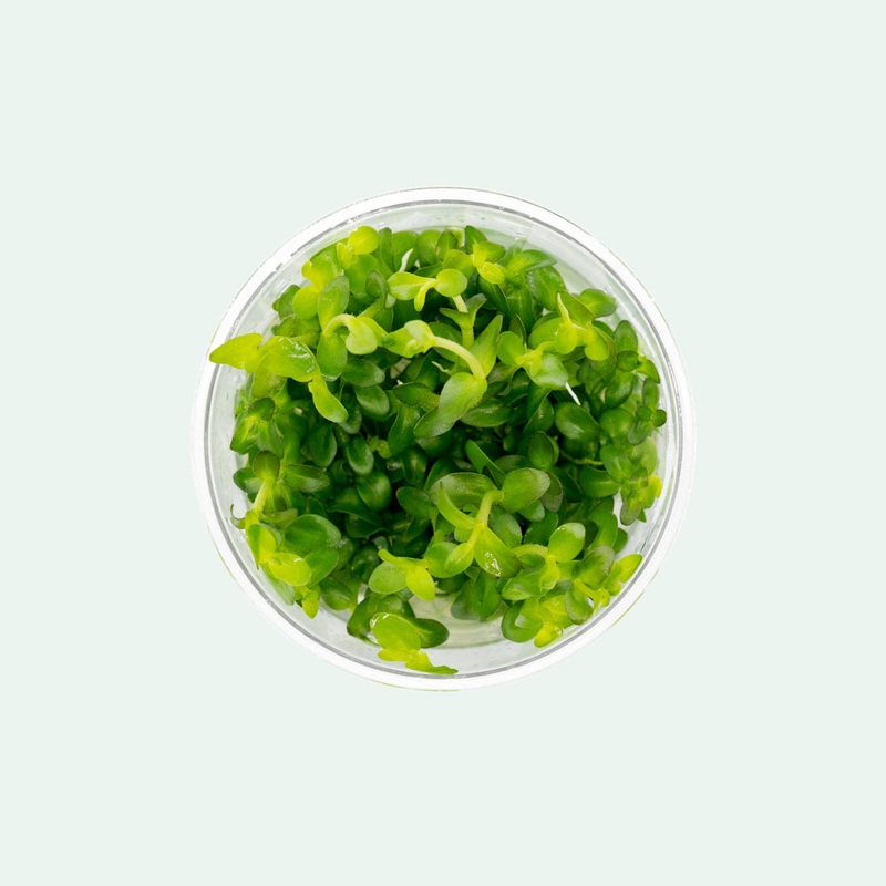Bacopa Amplexicaulis