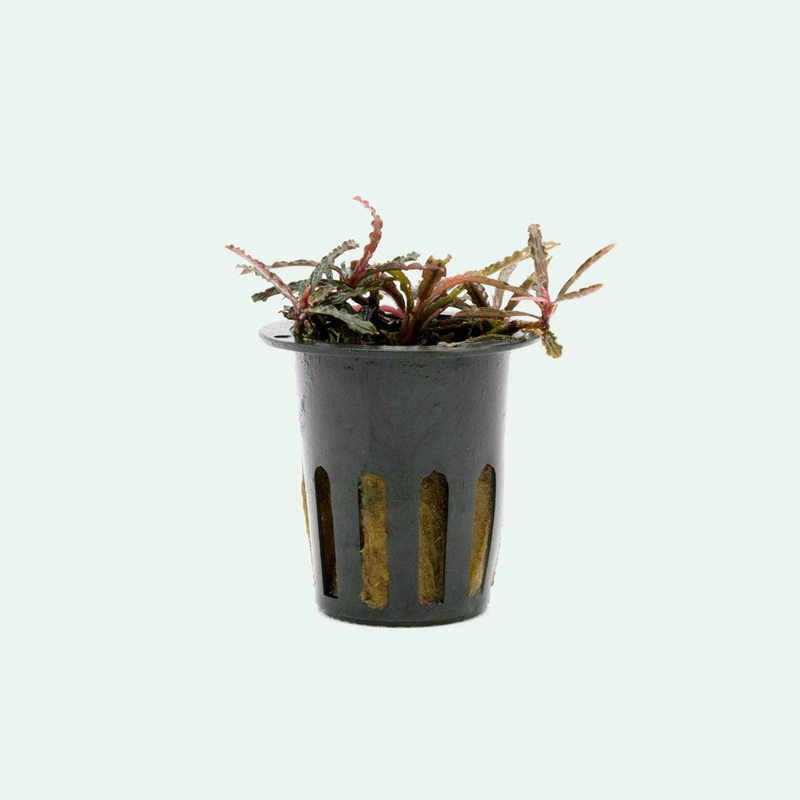 Bucephalandra Catherinae Red