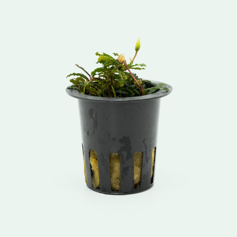 Bucephalandra Catherinae Red Mini