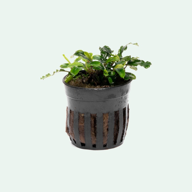 Bucephalandra Green Wavy