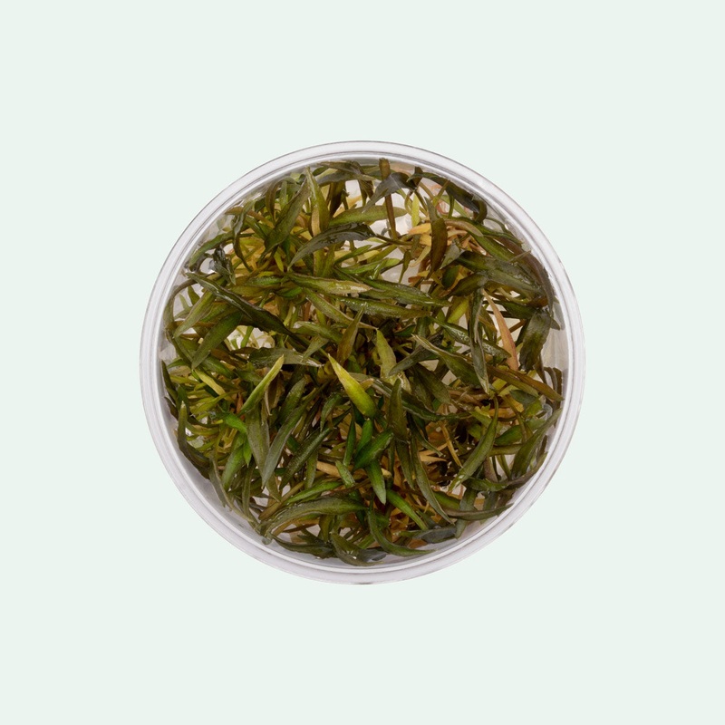 Cryptocoryne Mi Oya