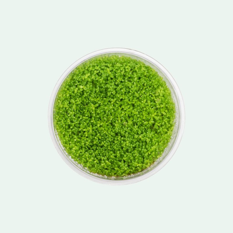 Hemianthus Callitrichoides Cuba'
