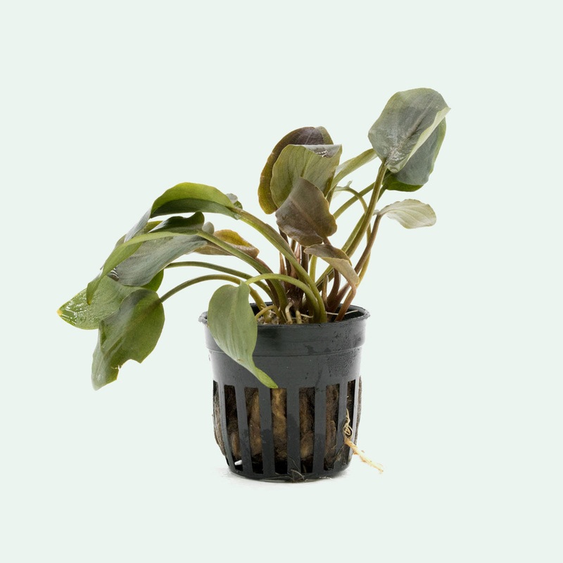 Lagenandra Meeboldii Red