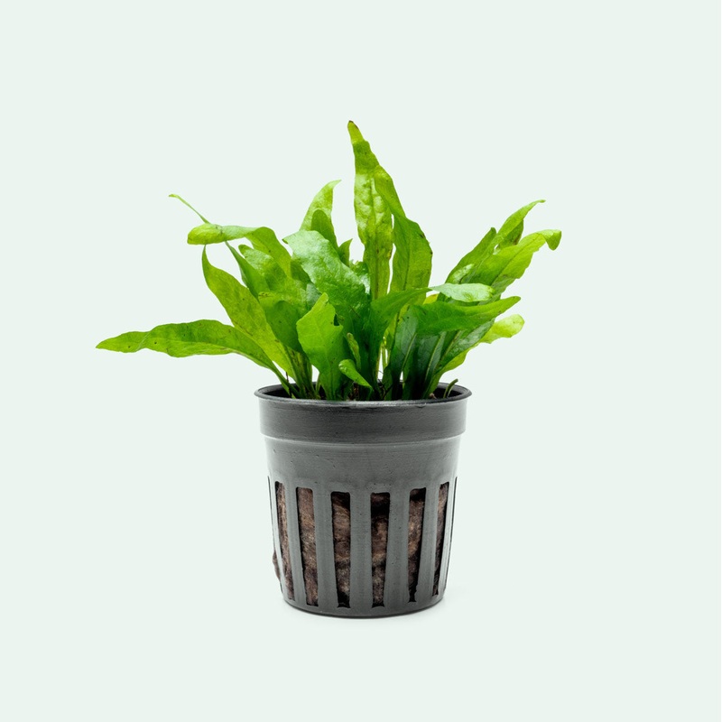 Microsorum Pteropus Narrow Leaf Mini