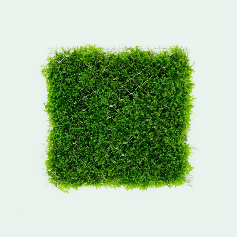 Mini Pellia Large Mat