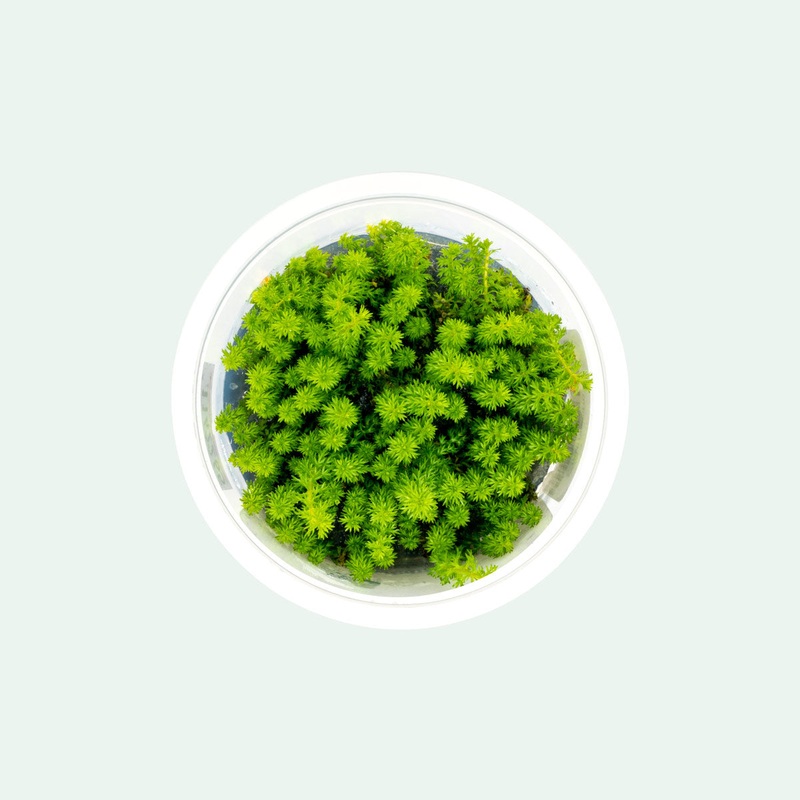 Myriophyllum Guyana