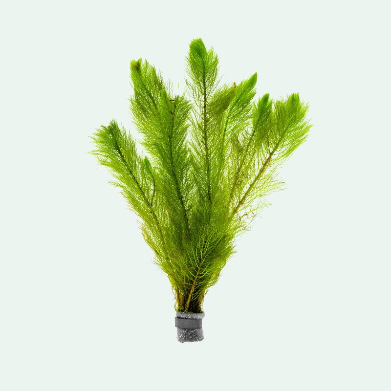 Myriophyllum Tetrandrum