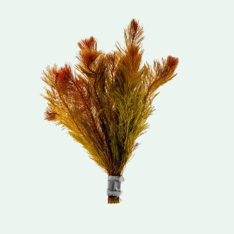 Myriophyllum Tuberculatum