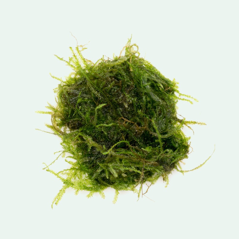 Peacock Moss
