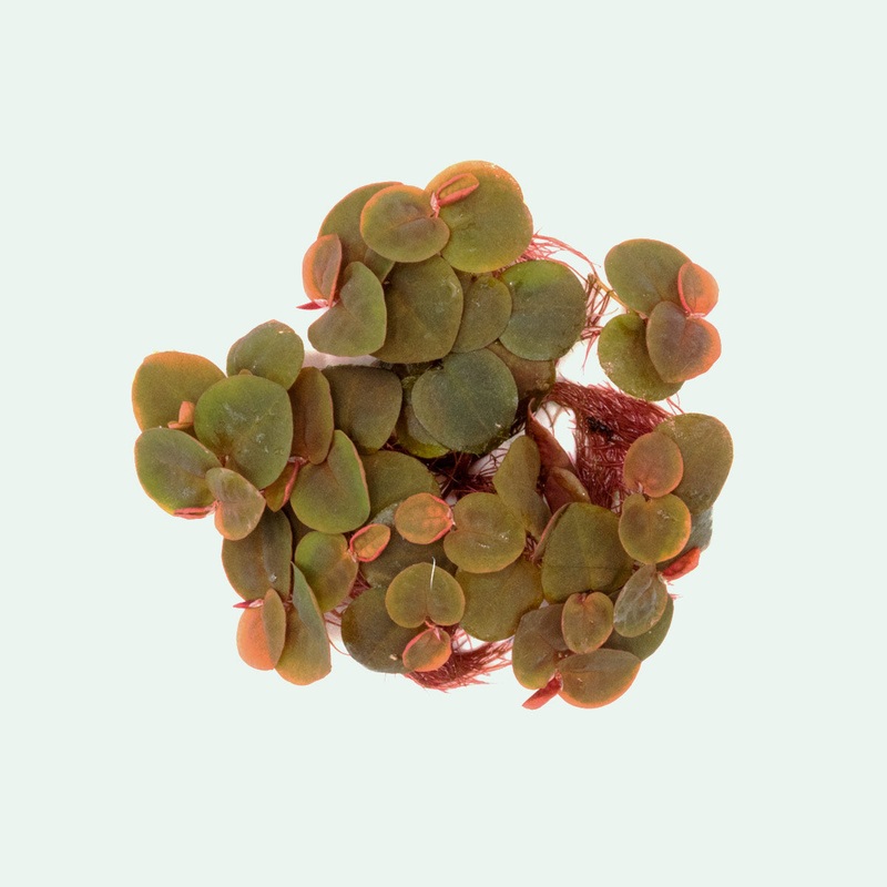 Phyllanthus Fluitans Red Root Floater